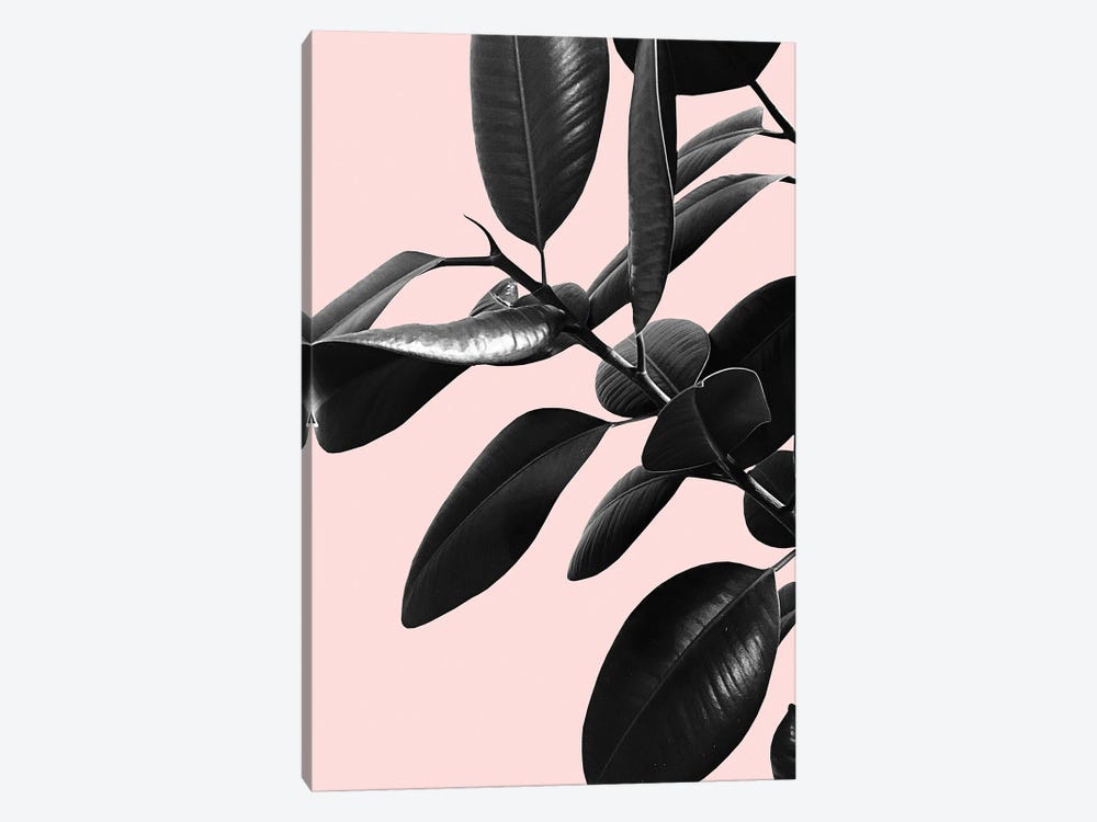 Ficus Elastica Blush Black White Vibes I by Anita's & Bella's Art 1-piece Art Print