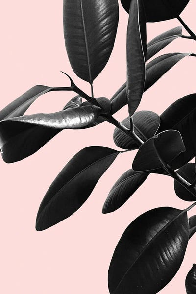 Ficus Elastica Blush Black White Vibes I