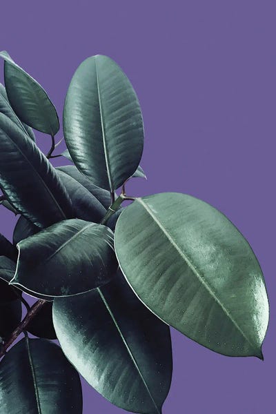 Ficus Elastica Ultra Violet II by Anita's & Bella's Art framed canvas print