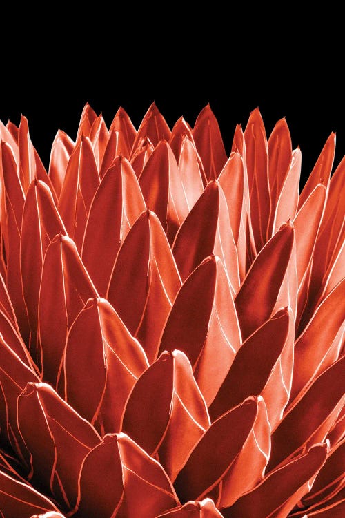 Agave Chic IV by Anita's & Bella's Art wall art