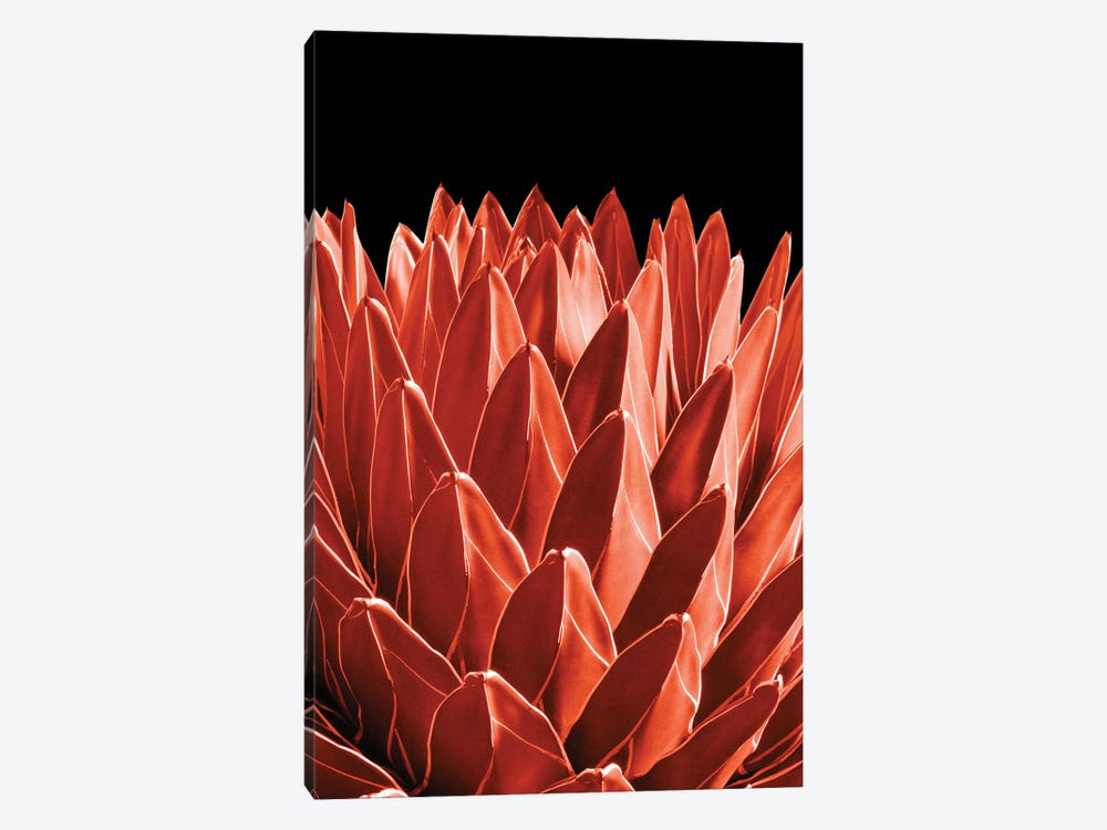 Agave Chic IV by Anita's & Bella's Art 1-piece Canvas Art