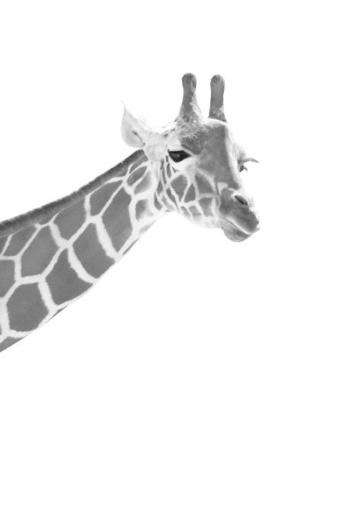 Giraffe Black White Dream I