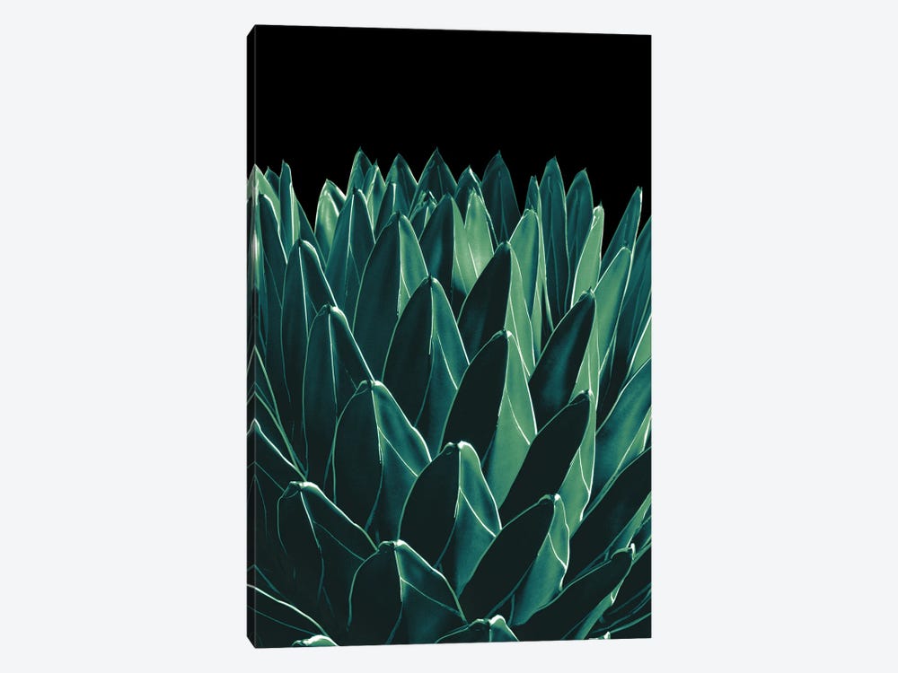 Agave Chic XI by Anita's & Bella's Art 1-piece Canvas Print