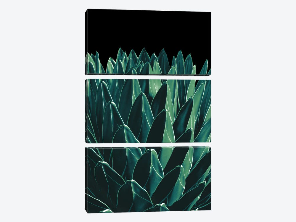 Agave Chic XI by Anita's & Bella's Art 3-piece Canvas Print