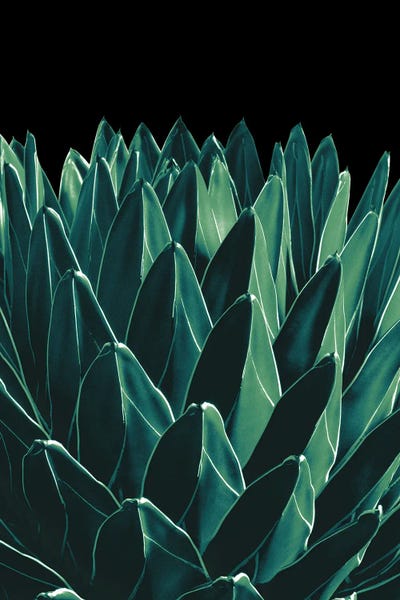Anita's & Bella's Art: Agave Chic XI by Anita's & Bella's Art