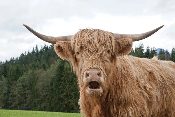 Anita's & Bella's Art: Highland Cow I by Anita's & Bella's Art
