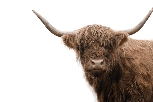 Anita's & Bella's Art: Highland Cow V by Anita's & Bella's Art