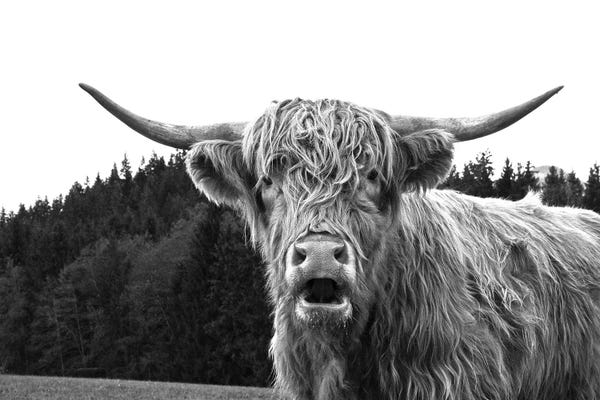 Highland Cow Black White I