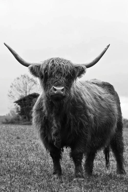 Highland Cow Black White III