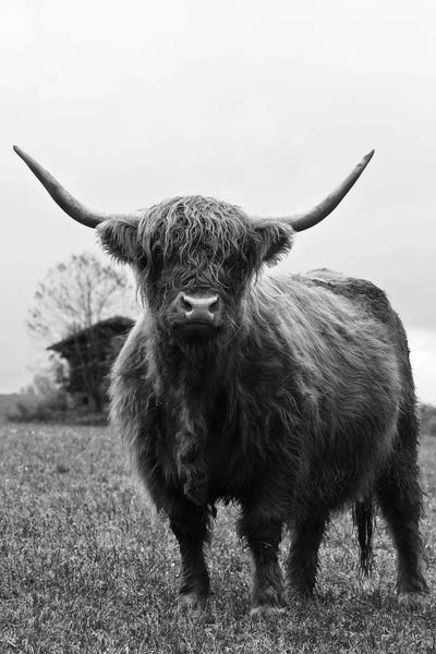 Anita's & Bella's Art: Highland Cow Black White III by Anita's & Bella's Art