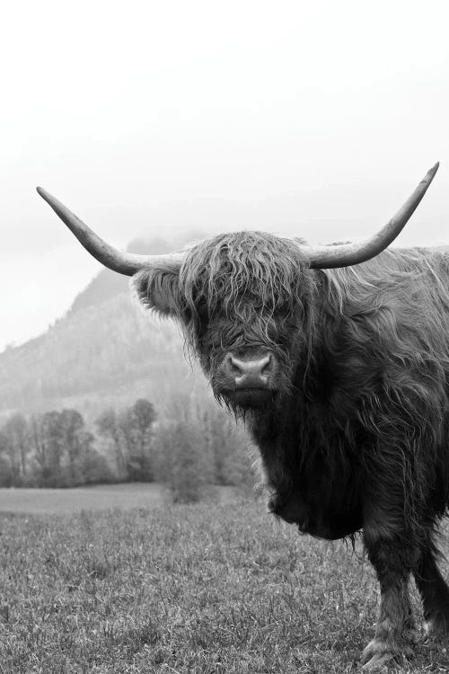 Highland Cow Black White II