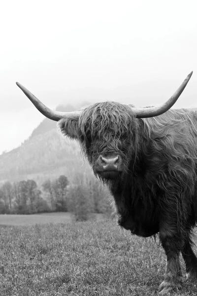 Anita's & Bella's Art: Highland Cow Black White II by Anita's & Bella's Art