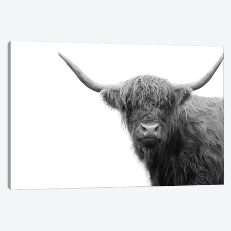 Highland Cow Black White IV Canvas Print #ABM136} by Anita's & Bella's Art Canvas Wall Art