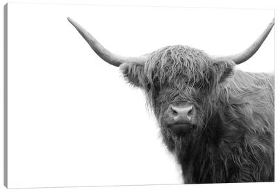 Highland Cow Black White IV Canvas Art Print - Highland Cow Art