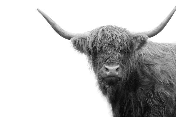 Anita's & Bella's Art: Highland Cow Black White IV by Anita's & Bella's Art