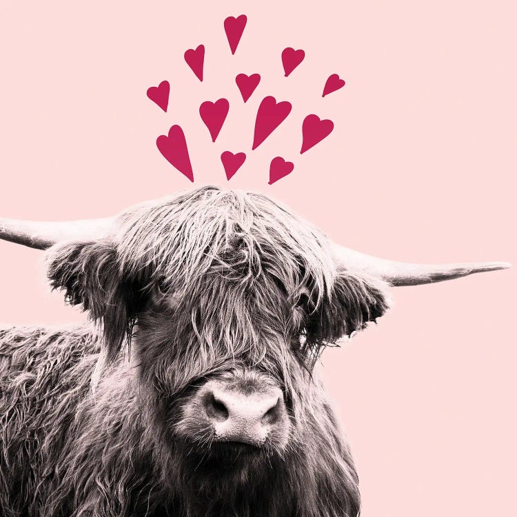 Highland Cow Valentines Day I