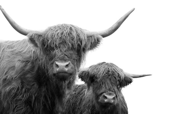 Anita's & Bella's Art: Highland Cows Black White I by Anita's & Bella's Art