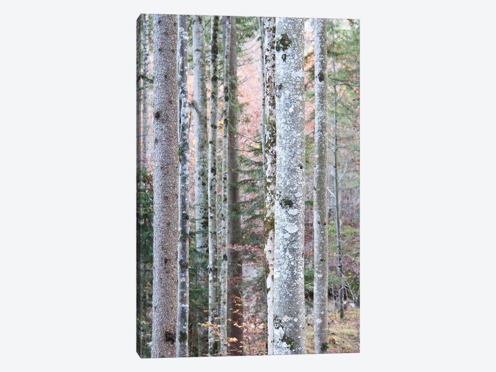 In The Woods I by Anita's & Bella's Art 1-piece Canvas Print