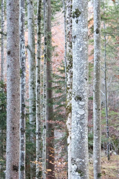 Anita's & Bella's Art: In The Woods I by Anita's & Bella's Art