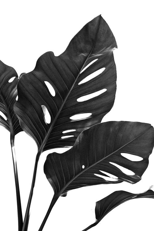 Monstera Black White Vibes I