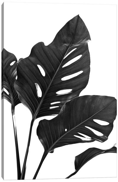 Monstera Black White Vibes I Canvas Art Print - Anita's & Bella's Art