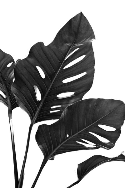 Monsteras: Monstera Black White Vibes I by Anita's & Bella's Art