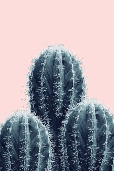 Navy Blue Blush Cacti Love I by Anita's & Bella's Art framed canvas print