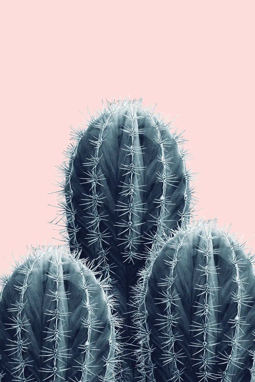 Navy Blue Blush Cacti Love I