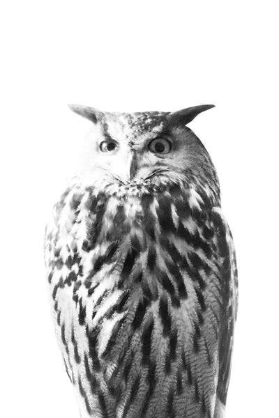 Anita's & Bella's Art: Owl On White I by Anita's & Bella's Art