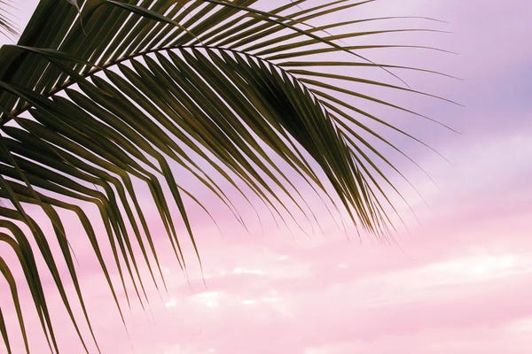 Cloudy Sunsets: Palm Leaf Dream I by Anita's & Bella's Art