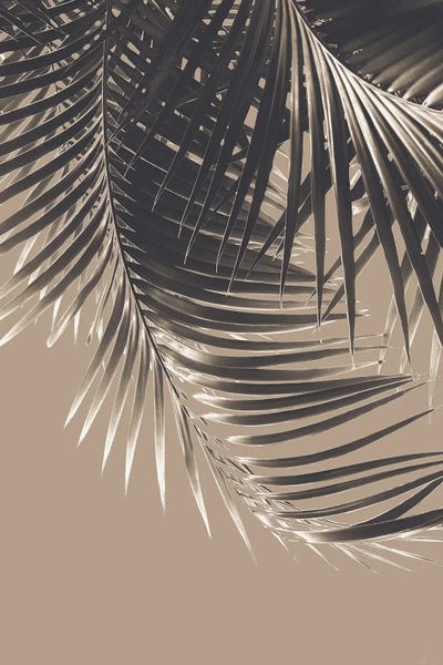 Palm Leaves Sepia Vibes II