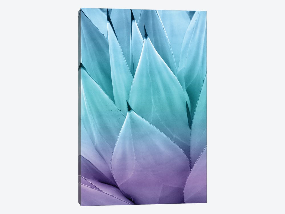 Agave Vibes I by Anita's & Bella's Art 1-piece Canvas Art