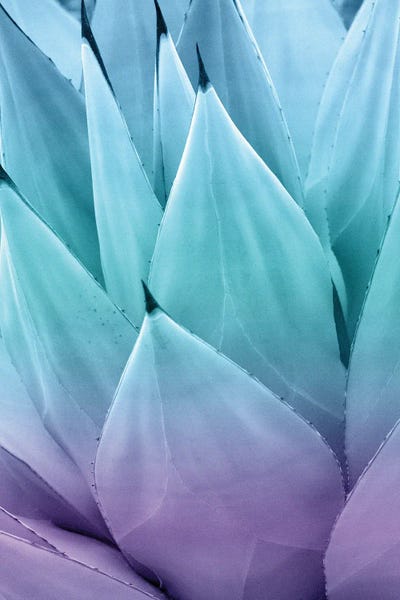 Anita's & Bella's Art: Agave Vibes I by Anita's & Bella's Art