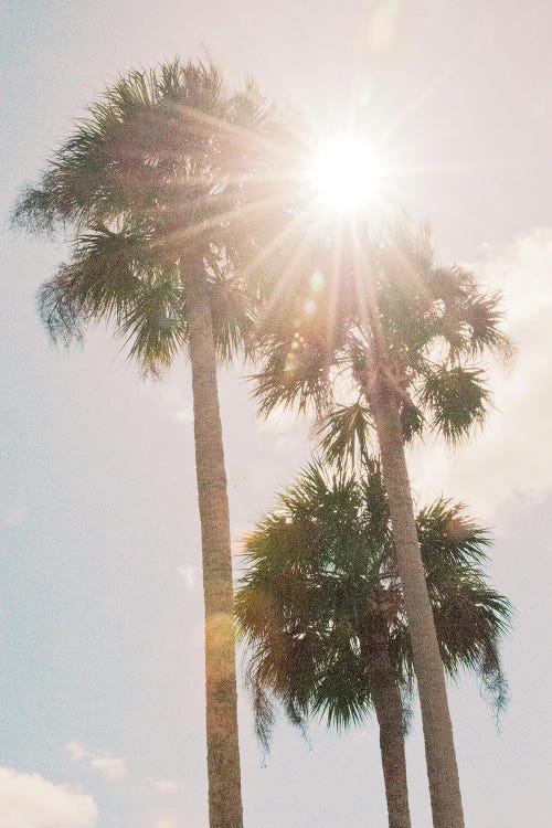 Palm Trees Vibes I