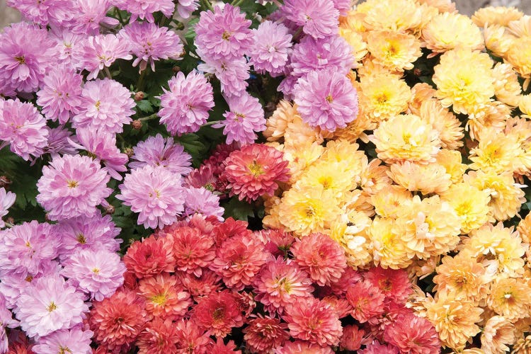 A Sea Of Chrysanthemums I