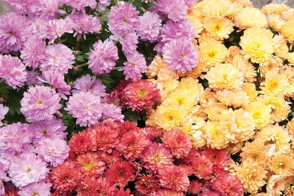 Anita's & Bella's Art: A Sea Of Chrysanthemums I by Anita's & Bella's Art