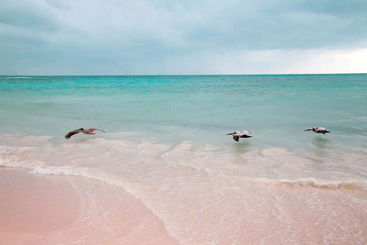Pelican Trio Caribbean Dream I by Anita's & Bella's Art wall art