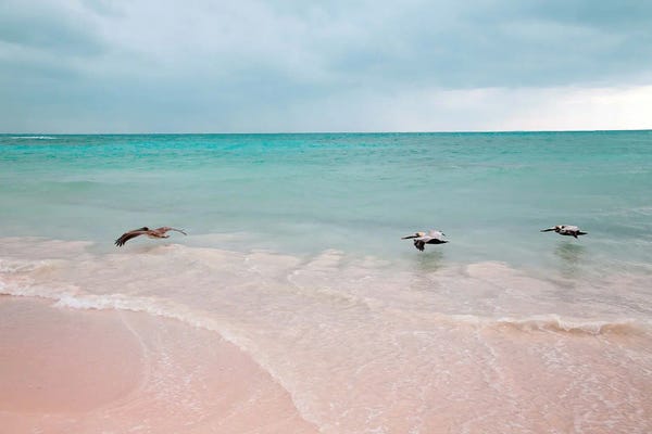 Large Coastal Art - Canvas Prints: Pelican Trio Caribbean Dream I by Anita's & Bella's Art