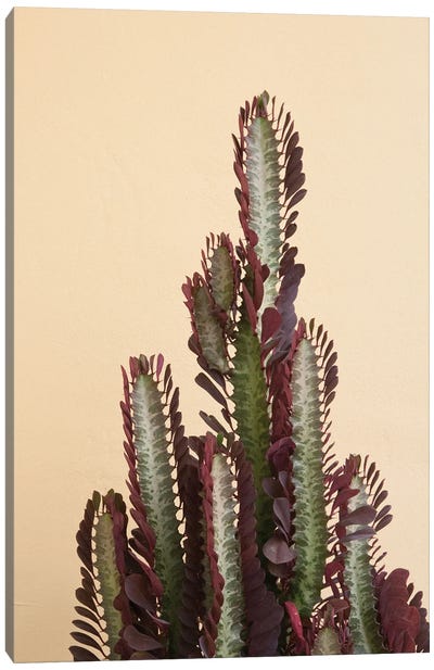 Rubra Cactus Delicado I Canvas Art Print - Anita's & Bella's Art