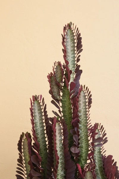 Anita's & Bella's Art: Rubra Cactus Delicado I by Anita's & Bella's Art