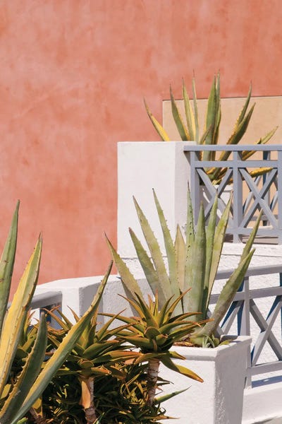 Santorini Agave Dream I