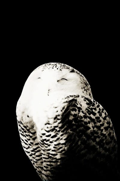 Anita's & Bella's Art: Snow Owl I by Anita's & Bella's Art