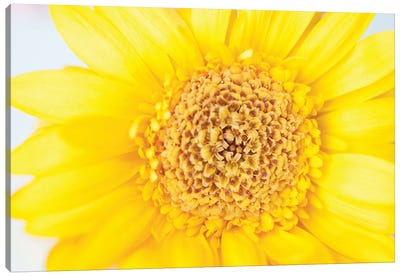 Sunny Summer Love Yellow Gerbera I Canvas Art Print - Anita's & Bella's Art