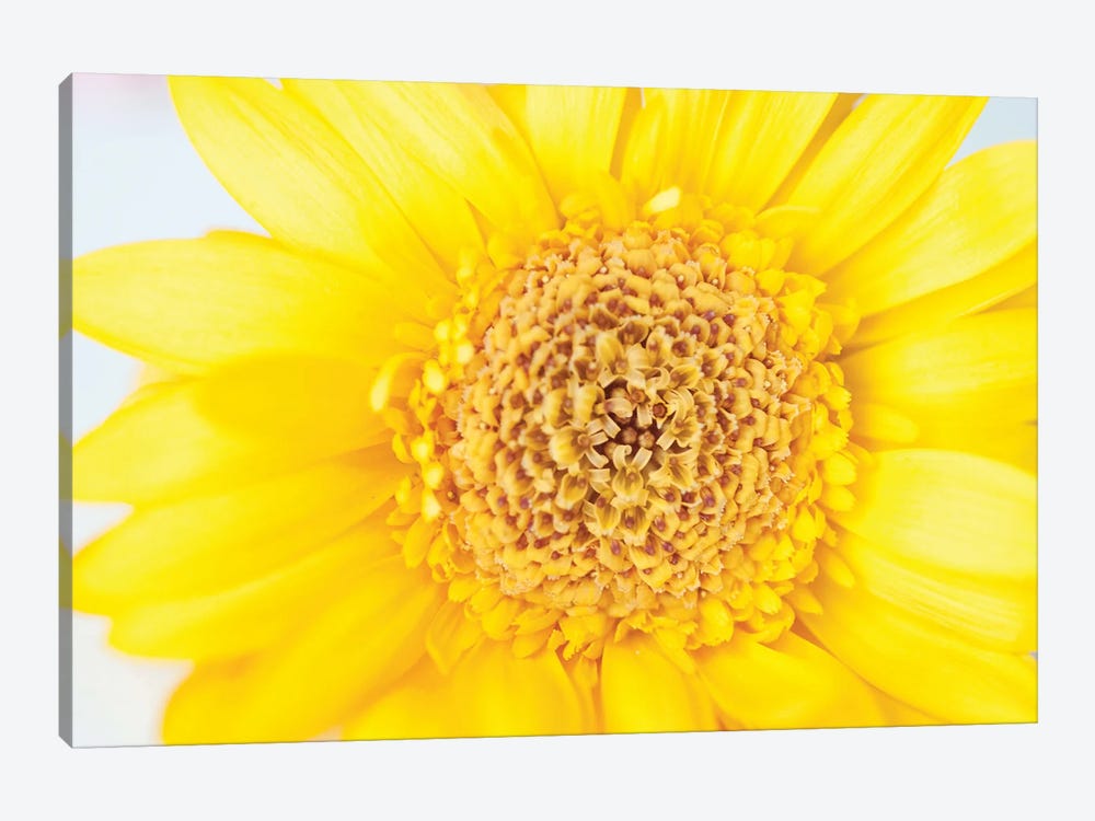 Sunny Summer Love Yellow Gerbera I by Anita's & Bella's Art 1-piece Art Print