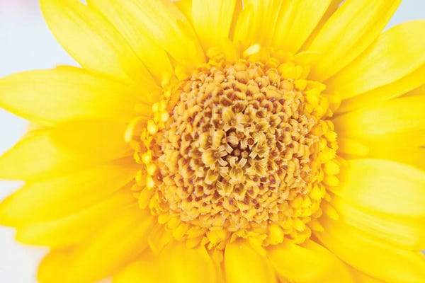 Anita's & Bella's Art: Sunny Summer Love Yellow Gerbera I by Anita's & Bella's Art