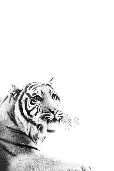 Minimalist Wildlife Photography: Tiger Black White I by Anita's & Bella's Art