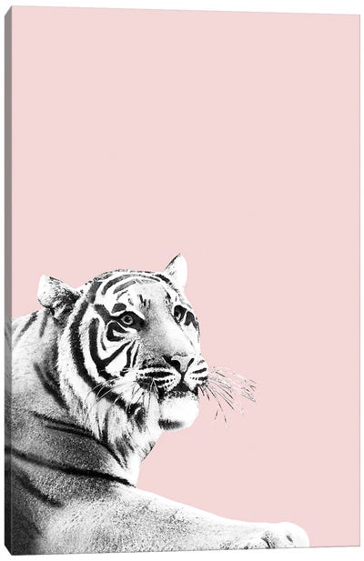 Tiger Black White On Blush I Canvas Art Print - Anita's & Bella's Art