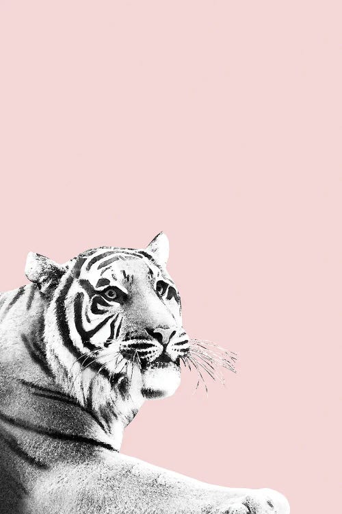 Tiger Black White On Blush I