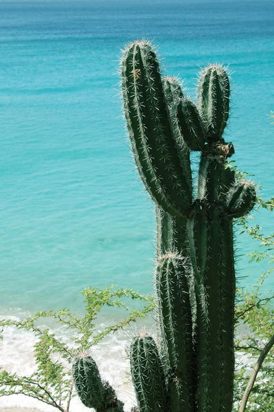Anita's & Bella's Art: Tropical Cactus II Ocean Beach Vibes by Anita's & Bella's Art