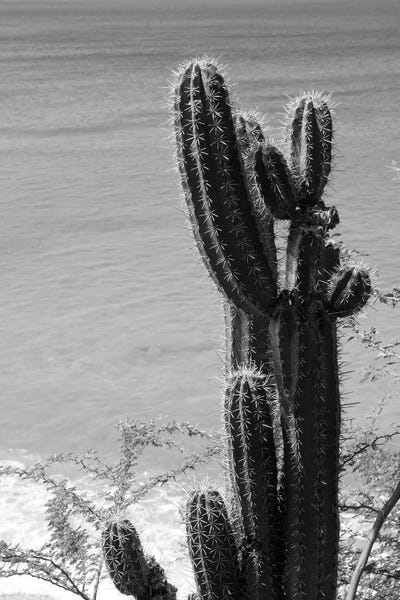 Anita's & Bella's Art: Tropical Cactus III Ocean Beach Vibes by Anita's & Bella's Art